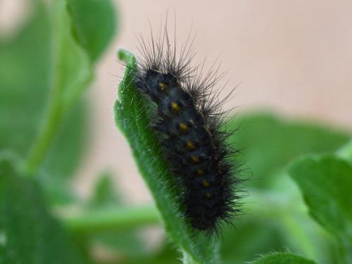 Phragmatobia fuliginosa